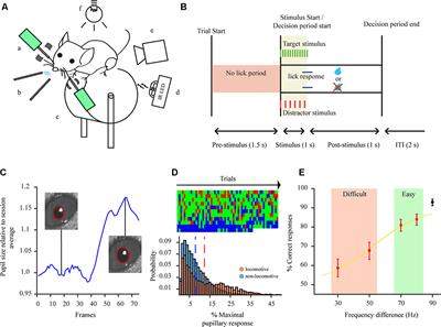Pupillary Dilations of Mice Performing a Vibrotactile Discrimination Task Reflect Task Engagement and Response Confidence